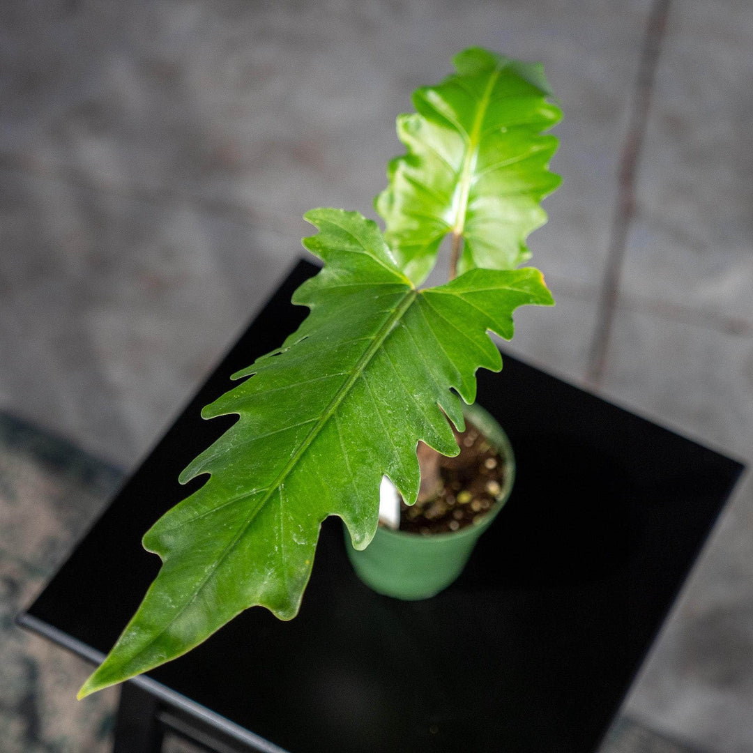 philodendron alocasia Alocasia boa