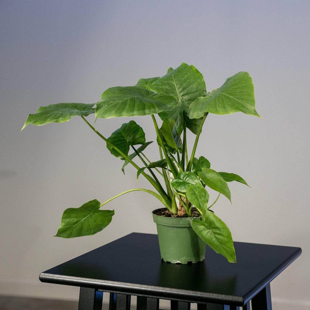 calidora elephant ear plant Alocasia 'Calidora'