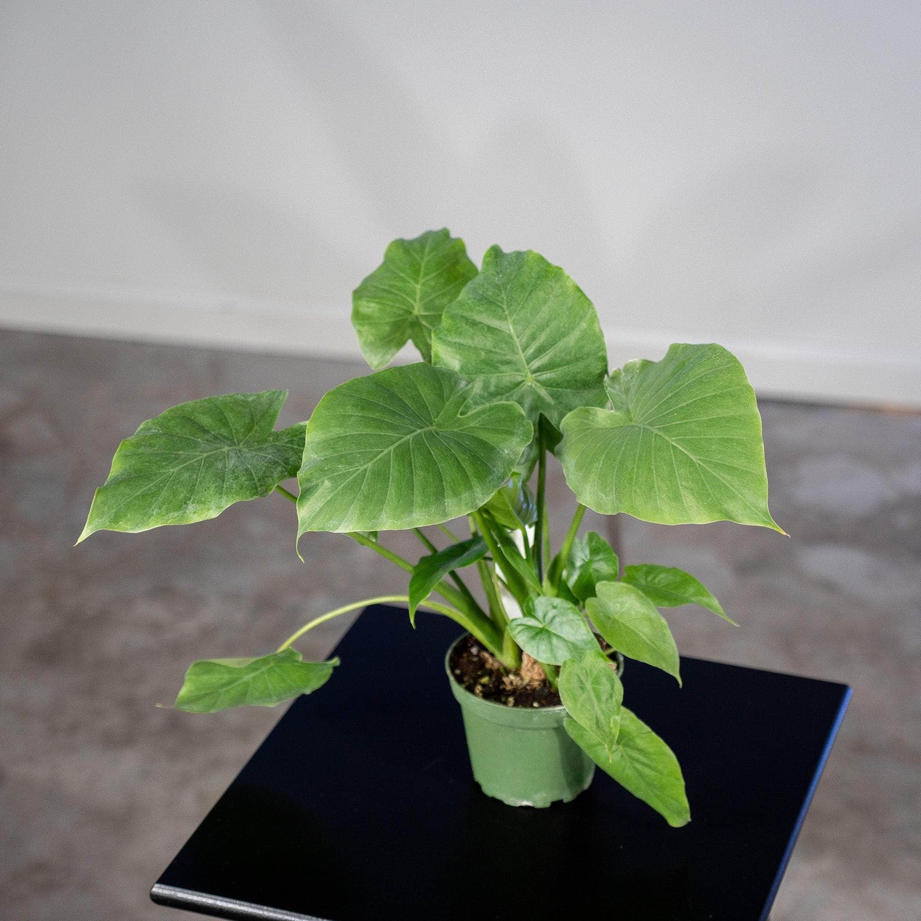 persian palm elephant ear plant Alocasia 'Calidora'