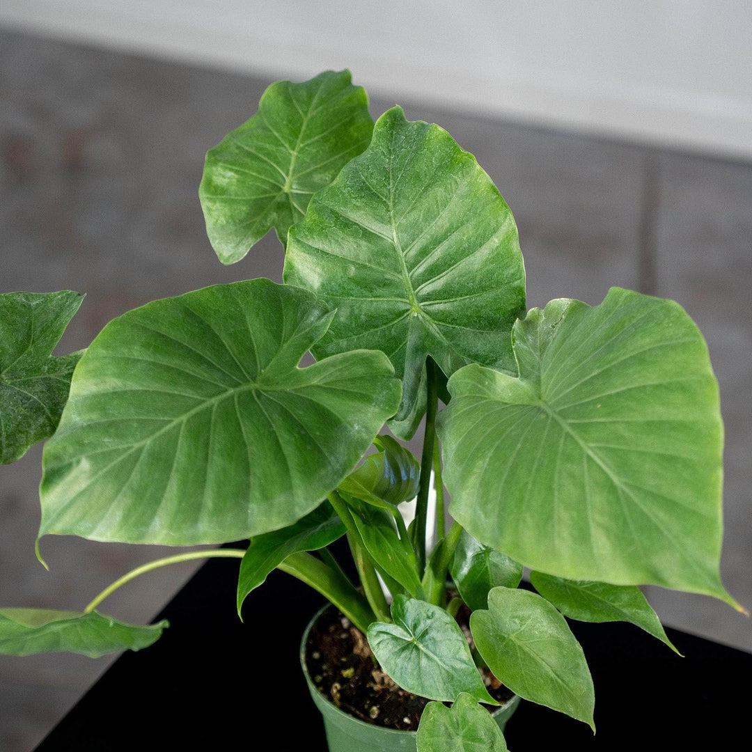 calidora elephant ear plant Alocasia 'Calidora'