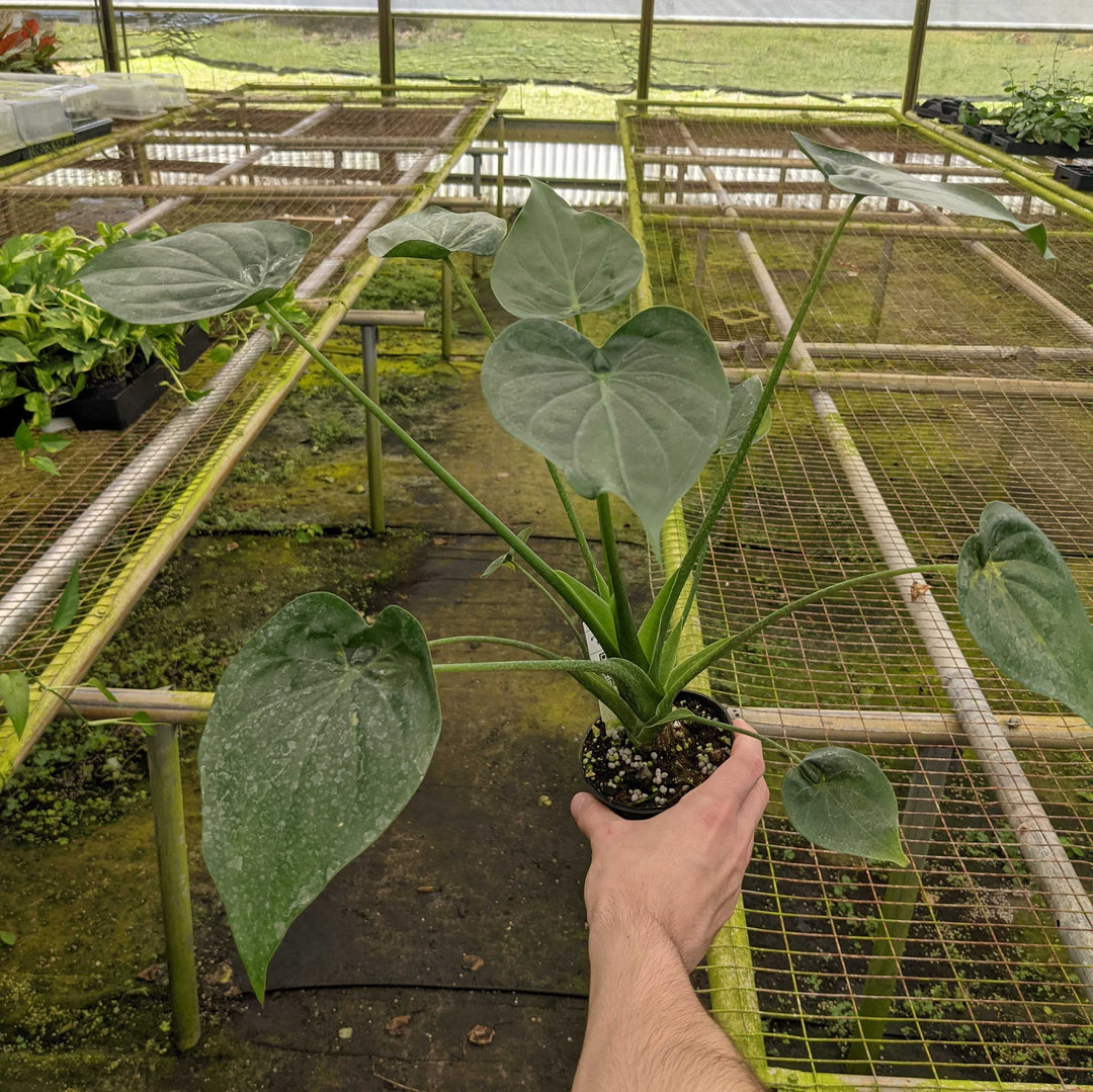 buddha palm plant care Alocasia cucullata "Buddha's Palm"