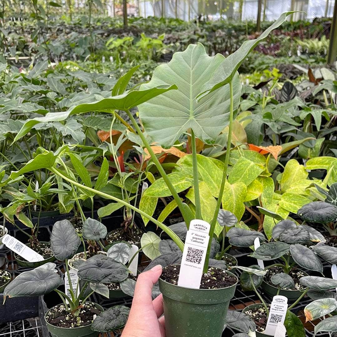 baby alocasia gagaena california elephant ear plant live tree garden Alocasia gagaena 'California'