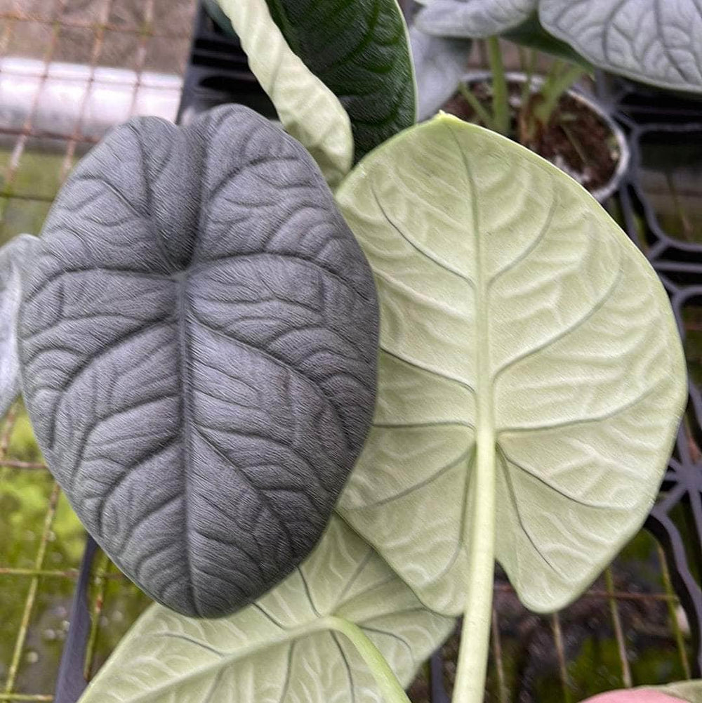 Gabriella Plants Alocasia 4" Alocasia melo