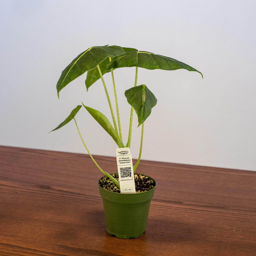 velvet elvis house plant Alocasia micholitziana 'Velvet Elvis'