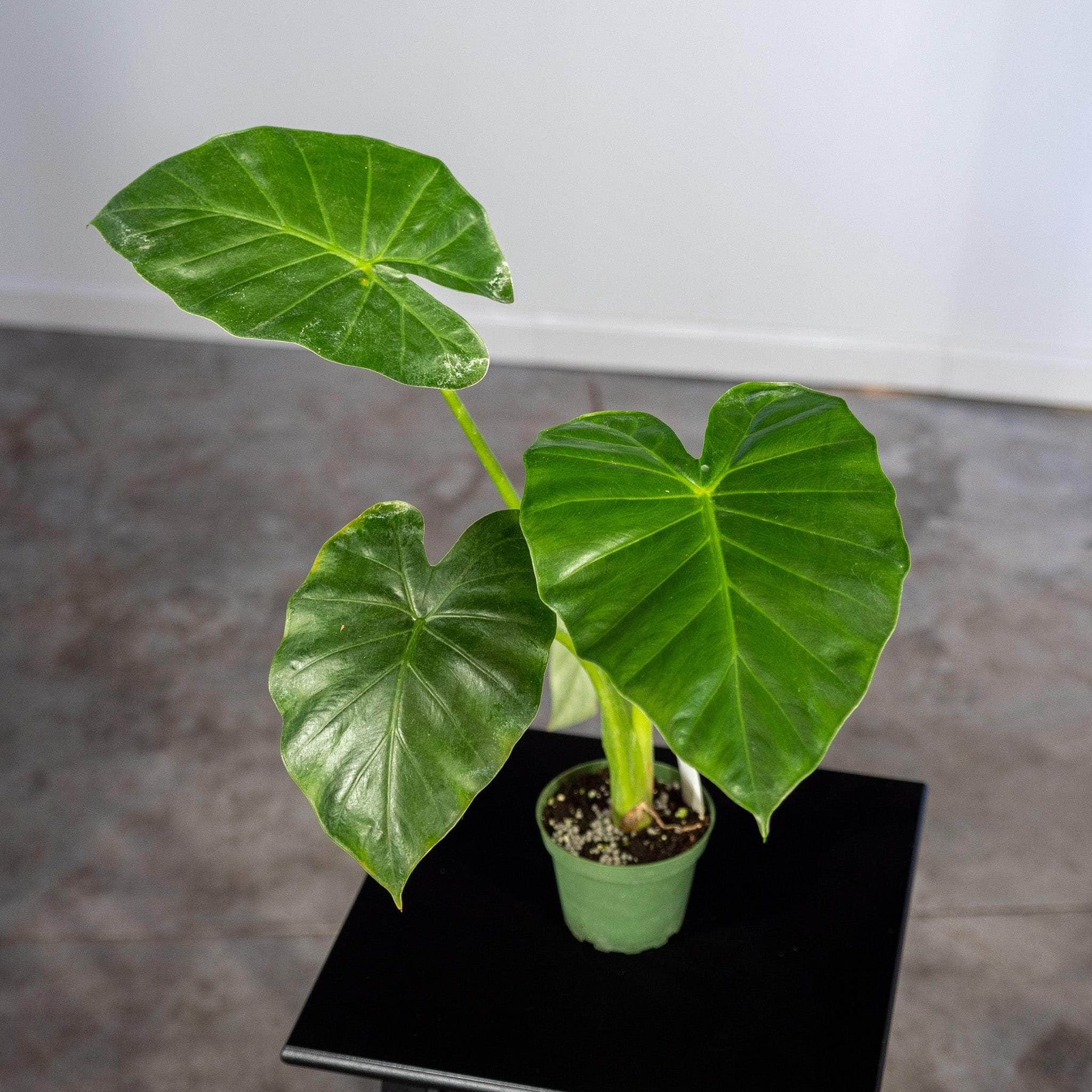 odora elephant ear plant Alocasia odora