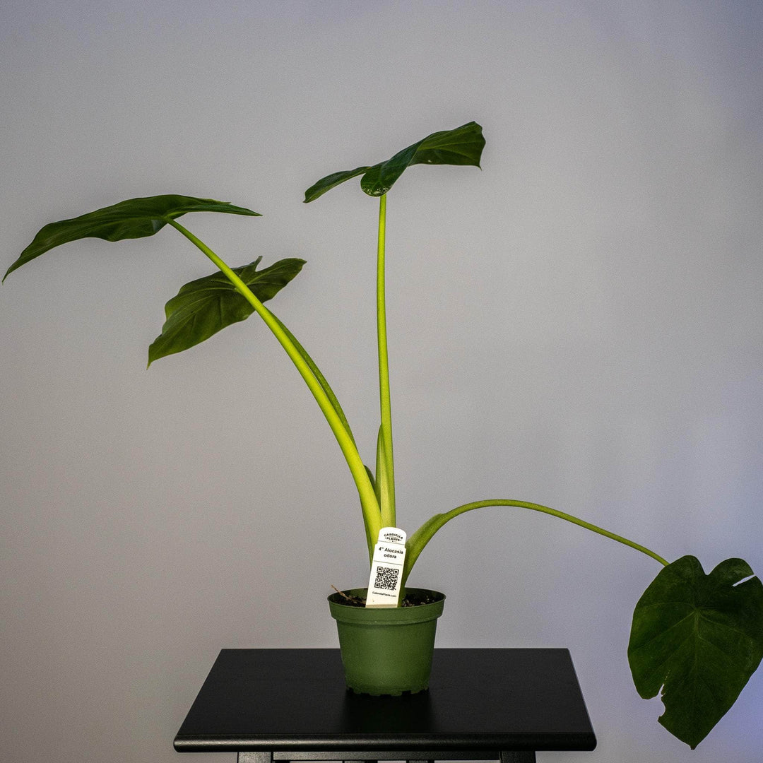 is alocasia an indoor plant Alocasia odora