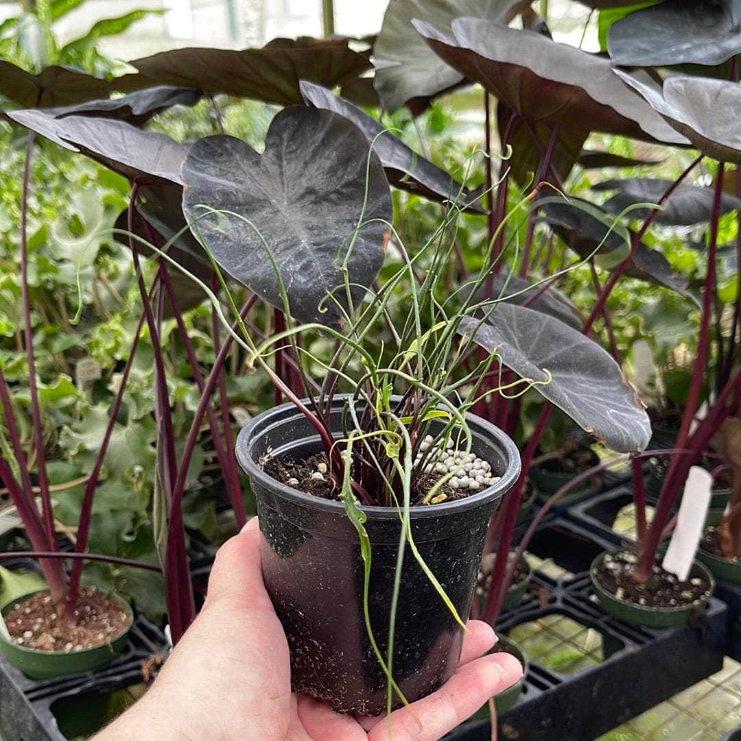 squid plant seeds Alocasia plumbea 'Flying Squid'