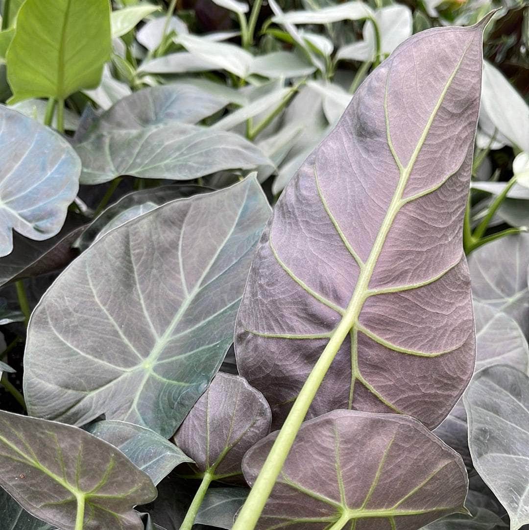 elephant ear plant alocasia regal shield Alocasia 'Regal Shields'