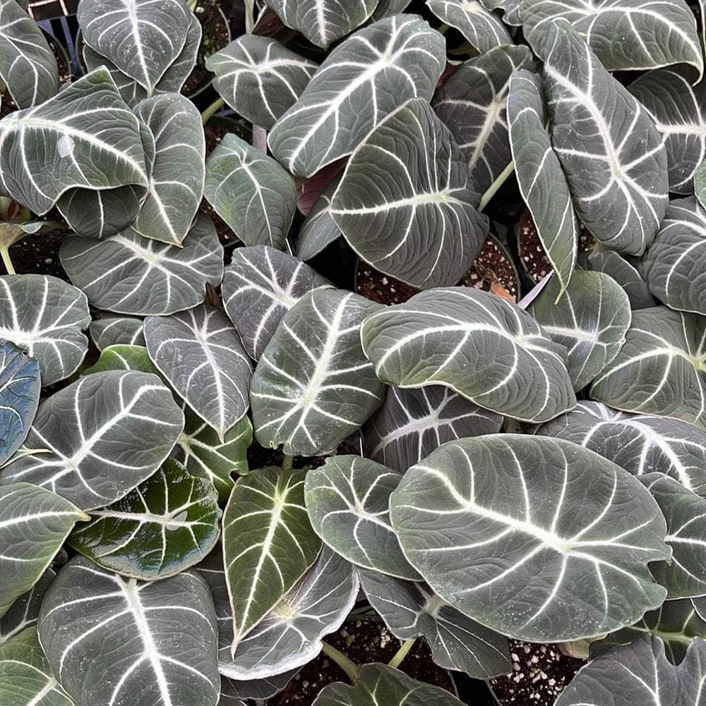 Gabriella Plants Alocasia 4" Alocasia regulina "Black Velvet"