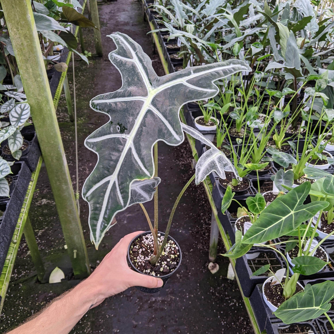 Alocasia sanderiana 'Nobilis' - Gabriella Plants