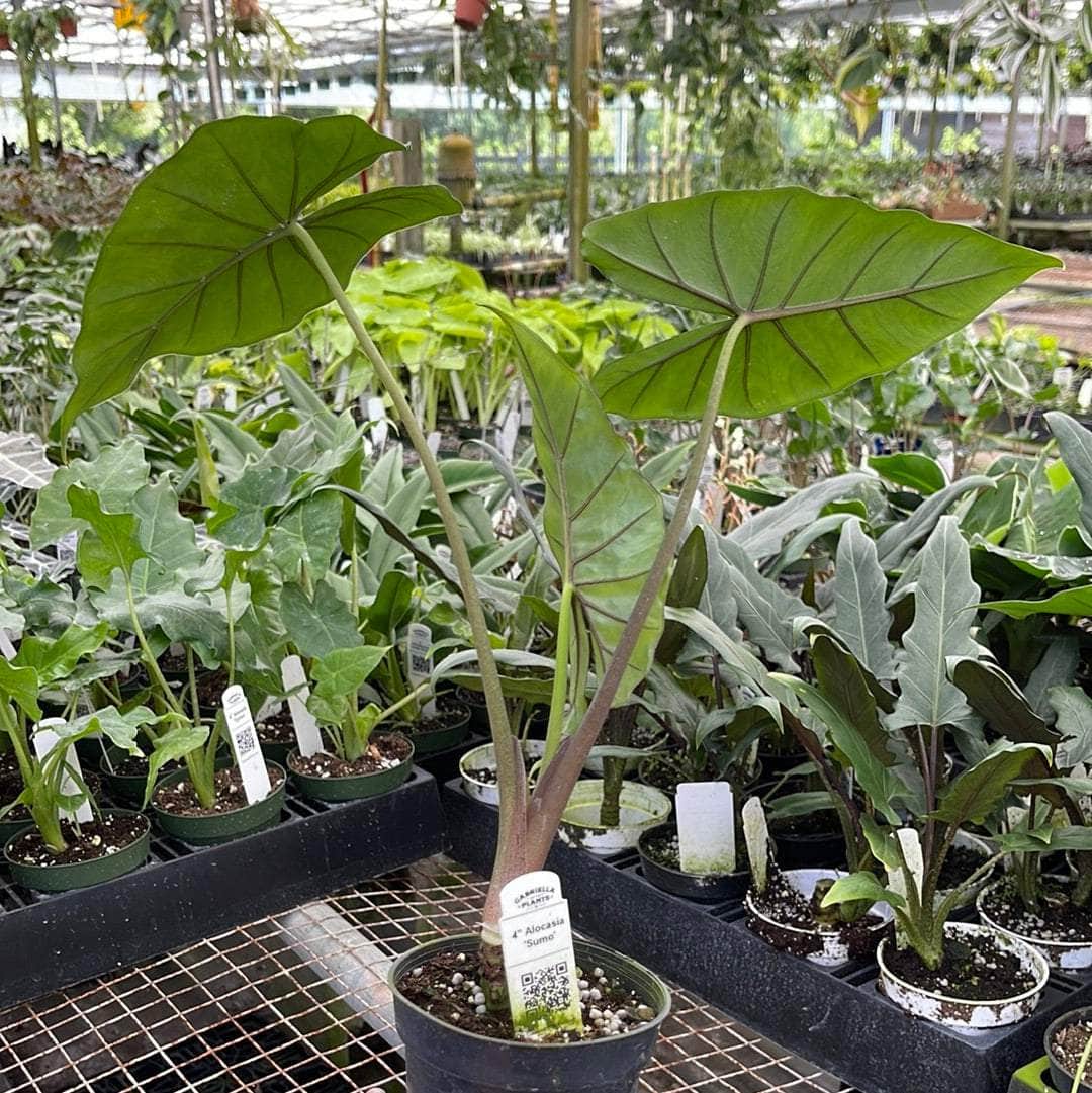 sumo elephant ear plant Alocasia 'Sumo'