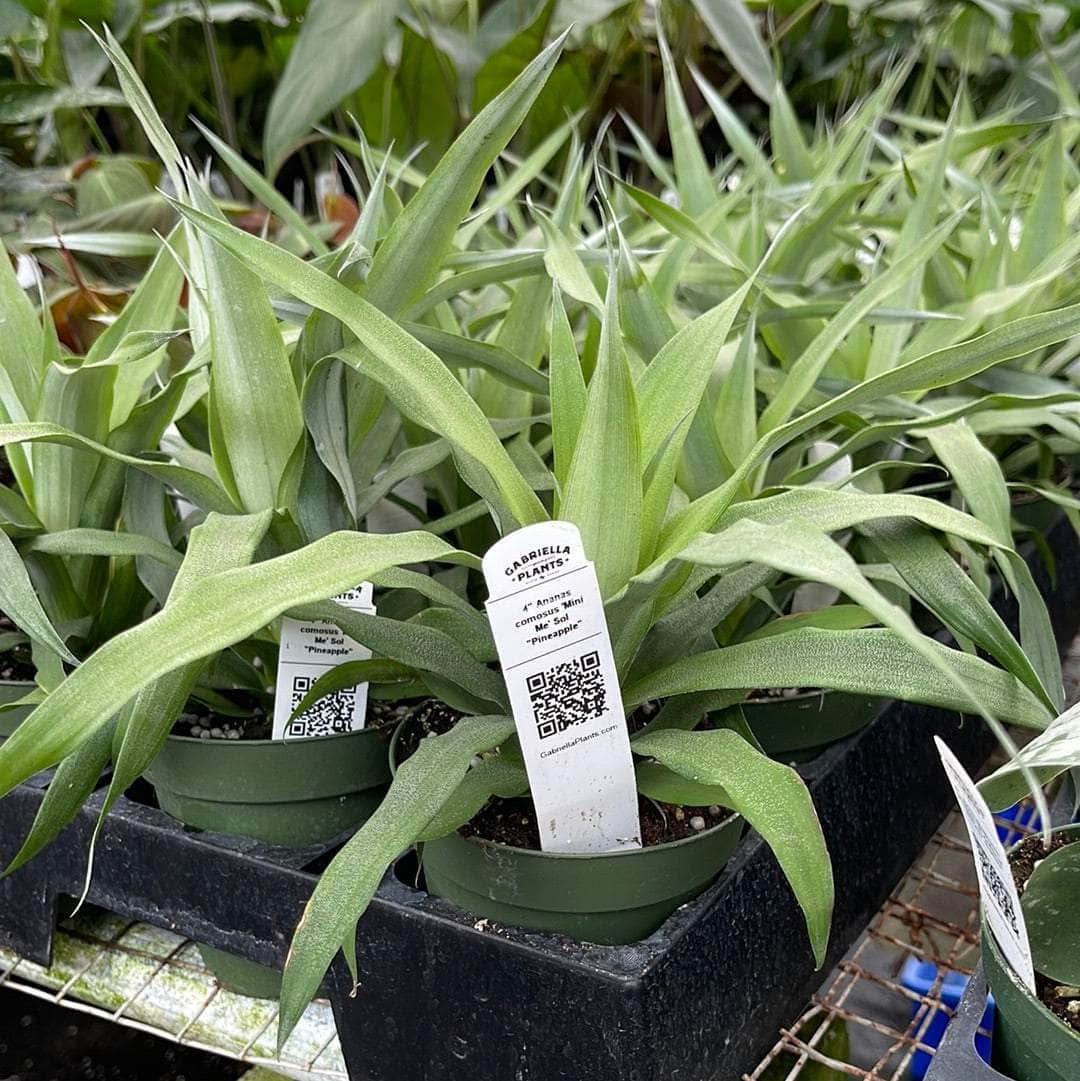 plant that looks like a mini pineapple Ananas comosus 'Mini Me' Sol "Pineapple"