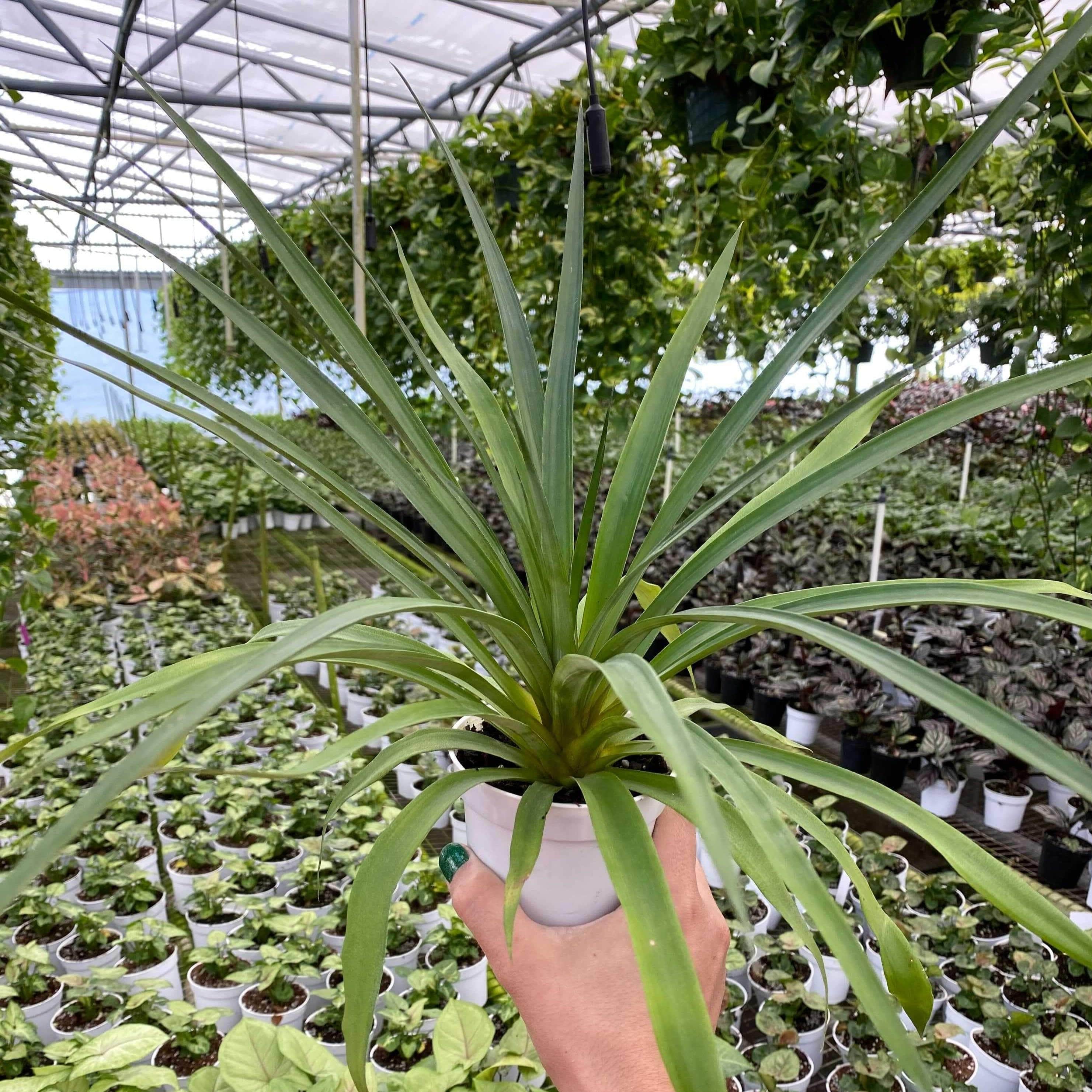 abacaxi pineapple plant for sale Ananas comosus "Pineapple"