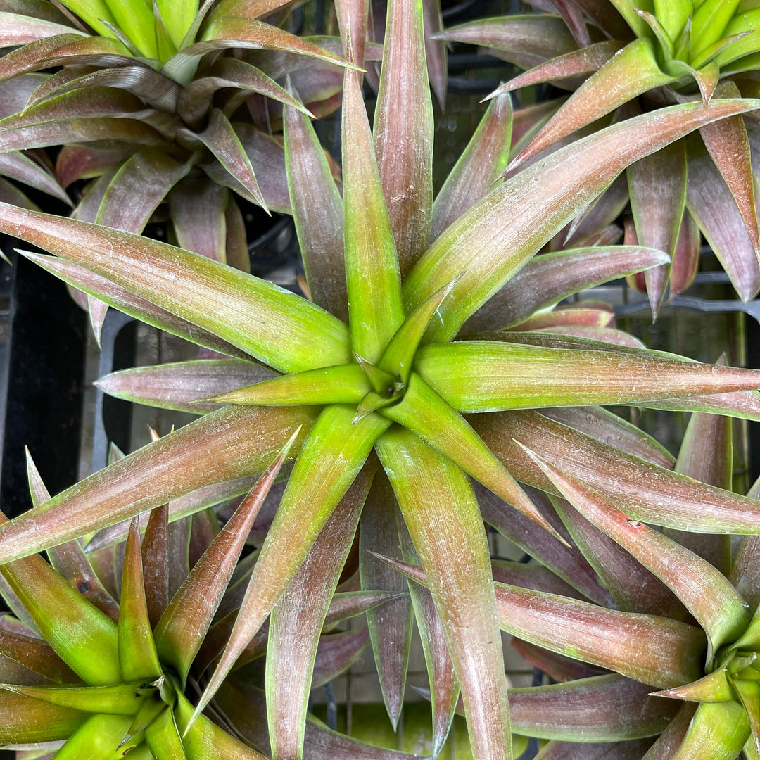 red pineapple looking plant Ananas lucidus "Red Spineless Pineapple"
