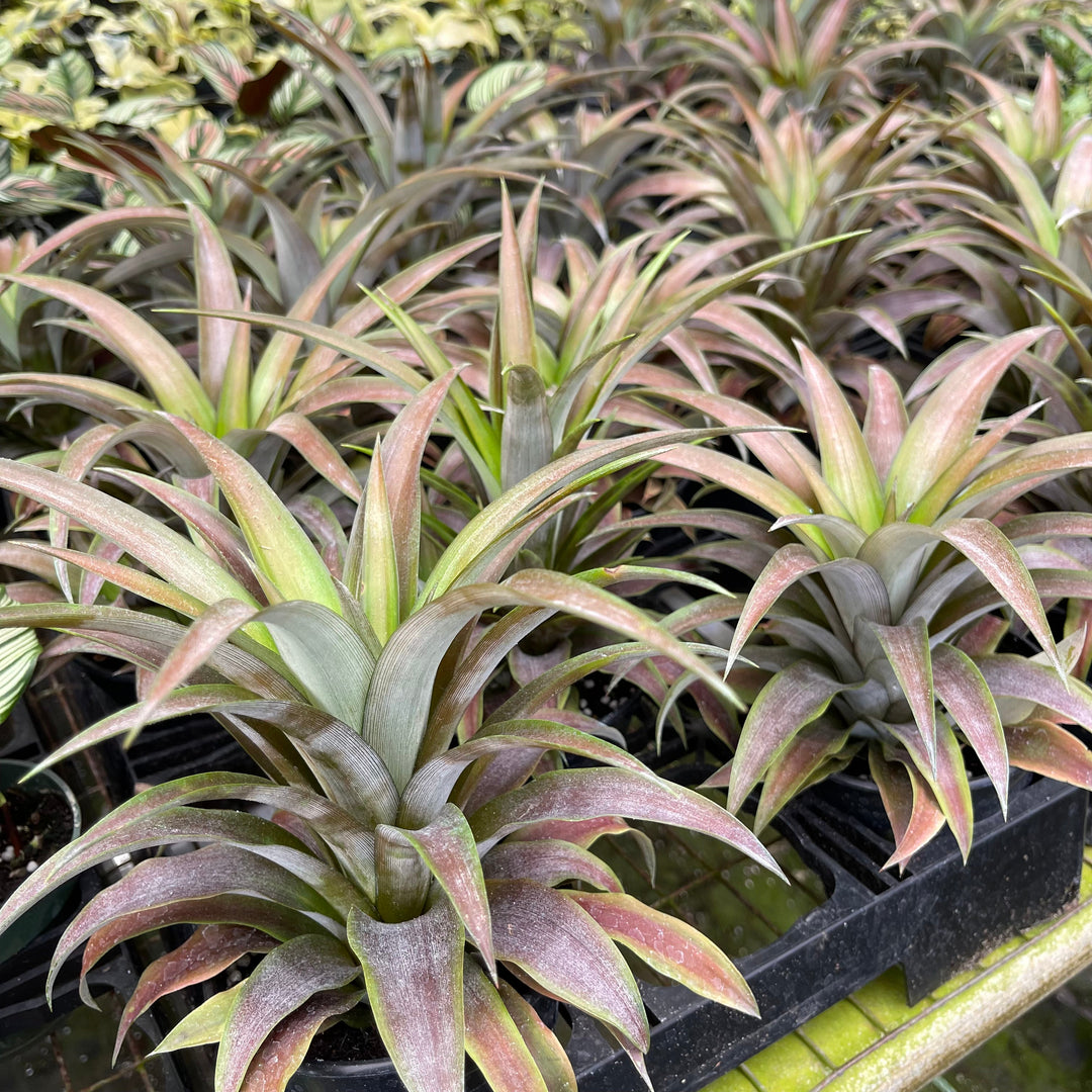 pineapple plant red leaves Ananas lucidus "Red Spineless Pineapple"