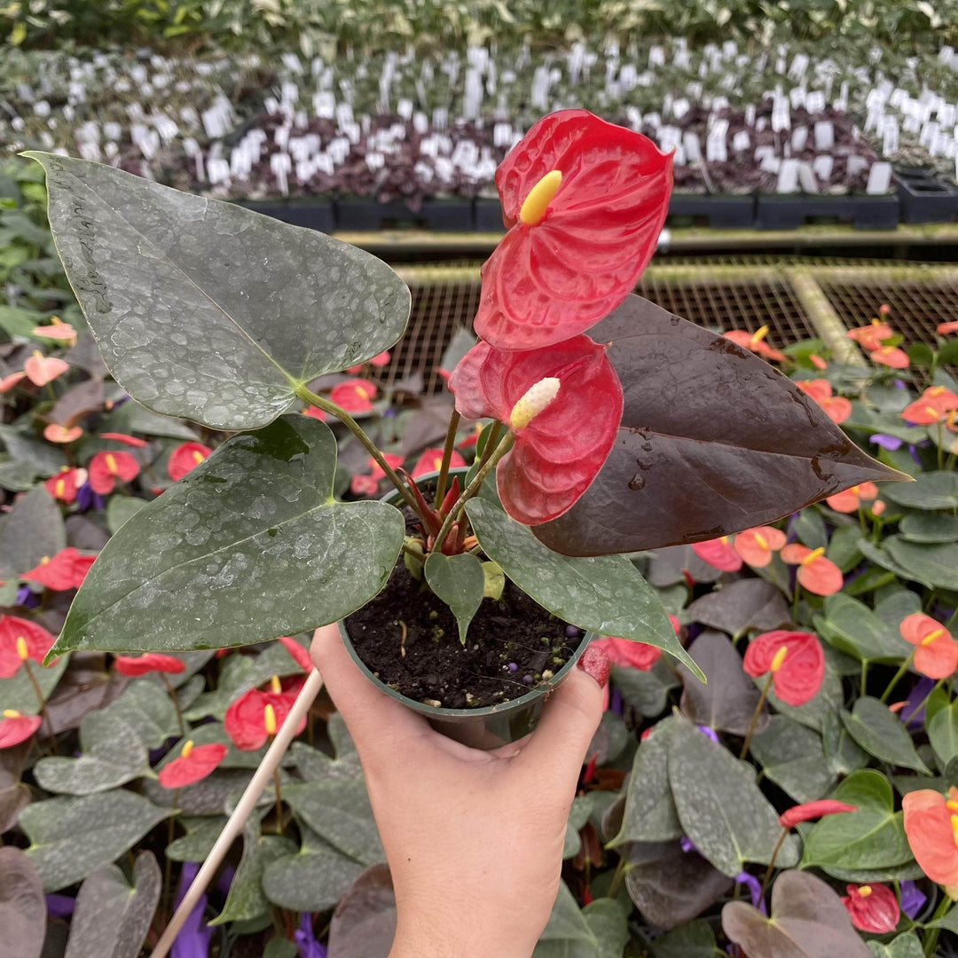 anthurium pokon Anthurium 'Coral Champion'