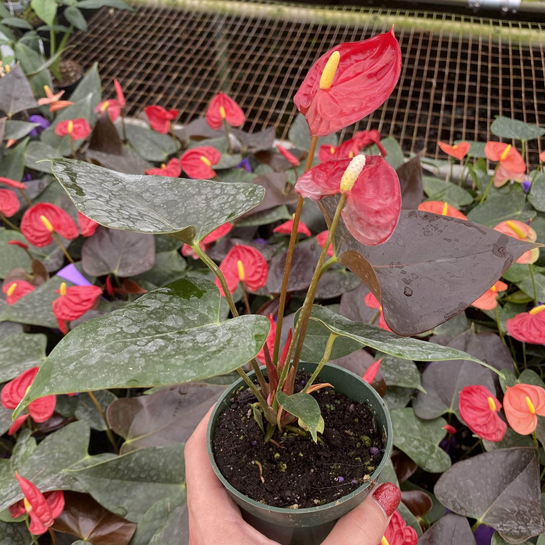 anthurium red leaf Anthurium 'Coral Champion'
