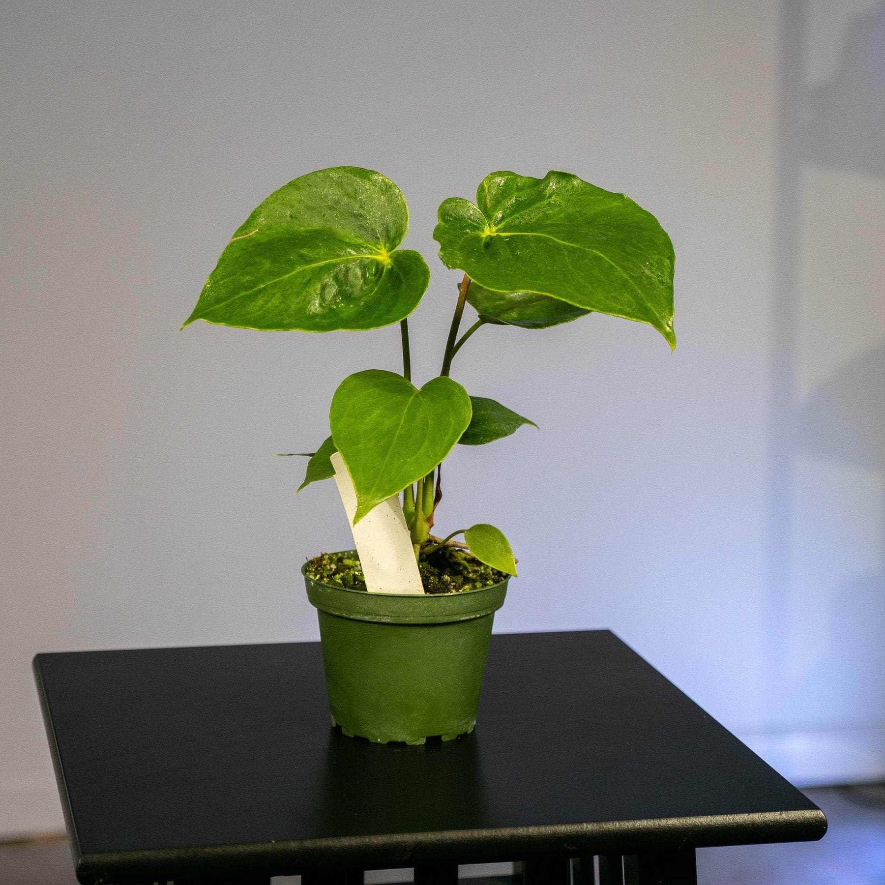 anthurium plant for sale in gampaha Anthurium 'Oaxaca'