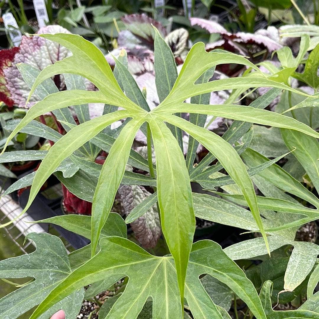 anthurium pedatum vs pedatoradiatum Anthurium pedatoradiatum "Fingers"