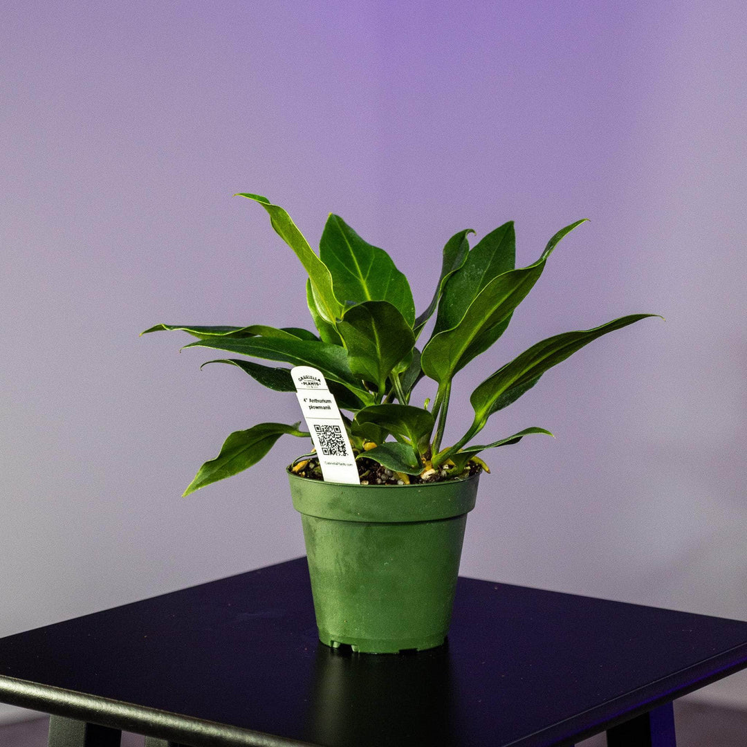 anthurium plowmanii croat Anthurium plowmanii