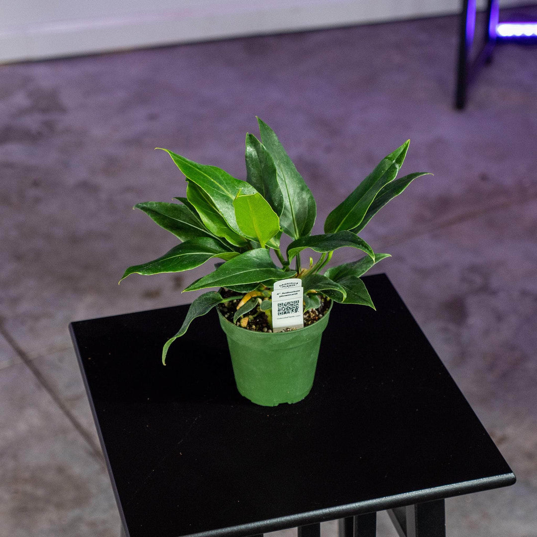 anthurium plowmanii plant Anthurium plowmanii