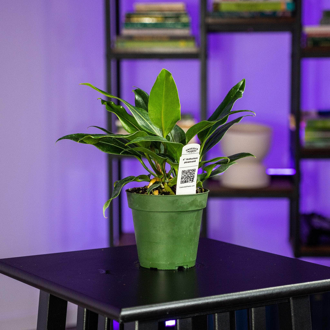 anthurium purple houseplant Anthurium plowmanii