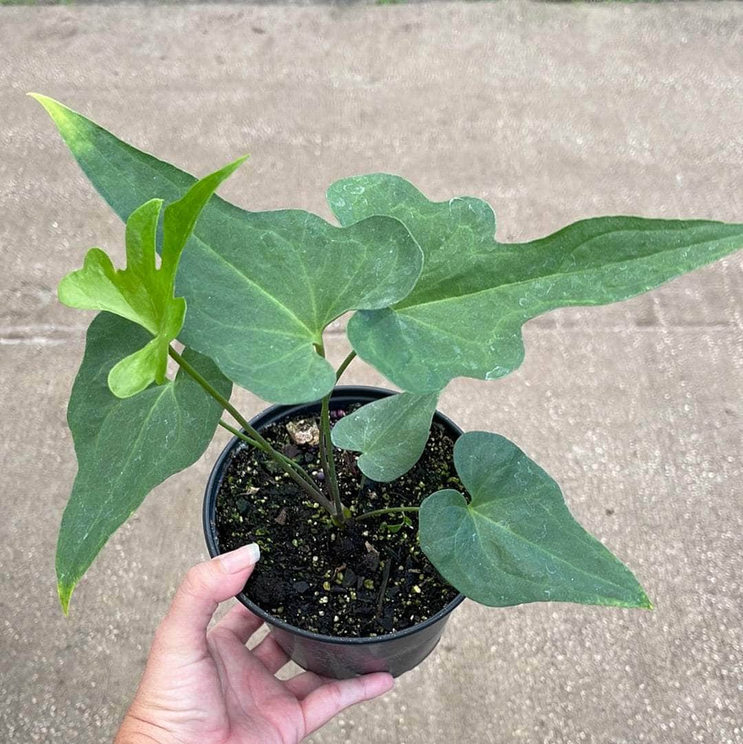 anthurium podophyllum for sale Anthurium podophyllum