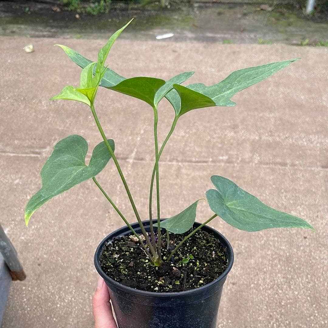 anthurium black corong Anthurium podophyllum