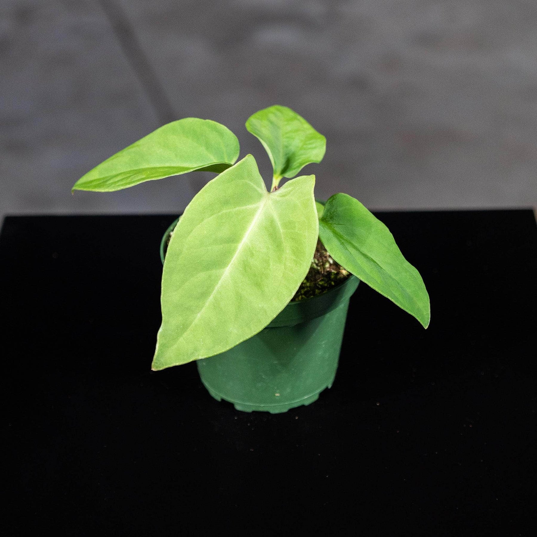 anthurium pulcachense Anthurium pulcachense Seedling
