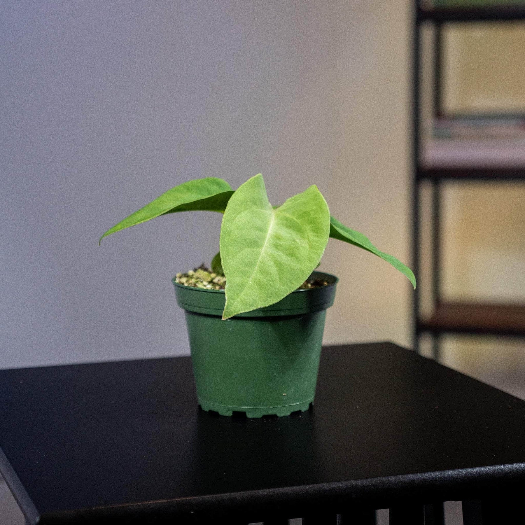 anthurium pulcachense Anthurium pulcachense Seedling
