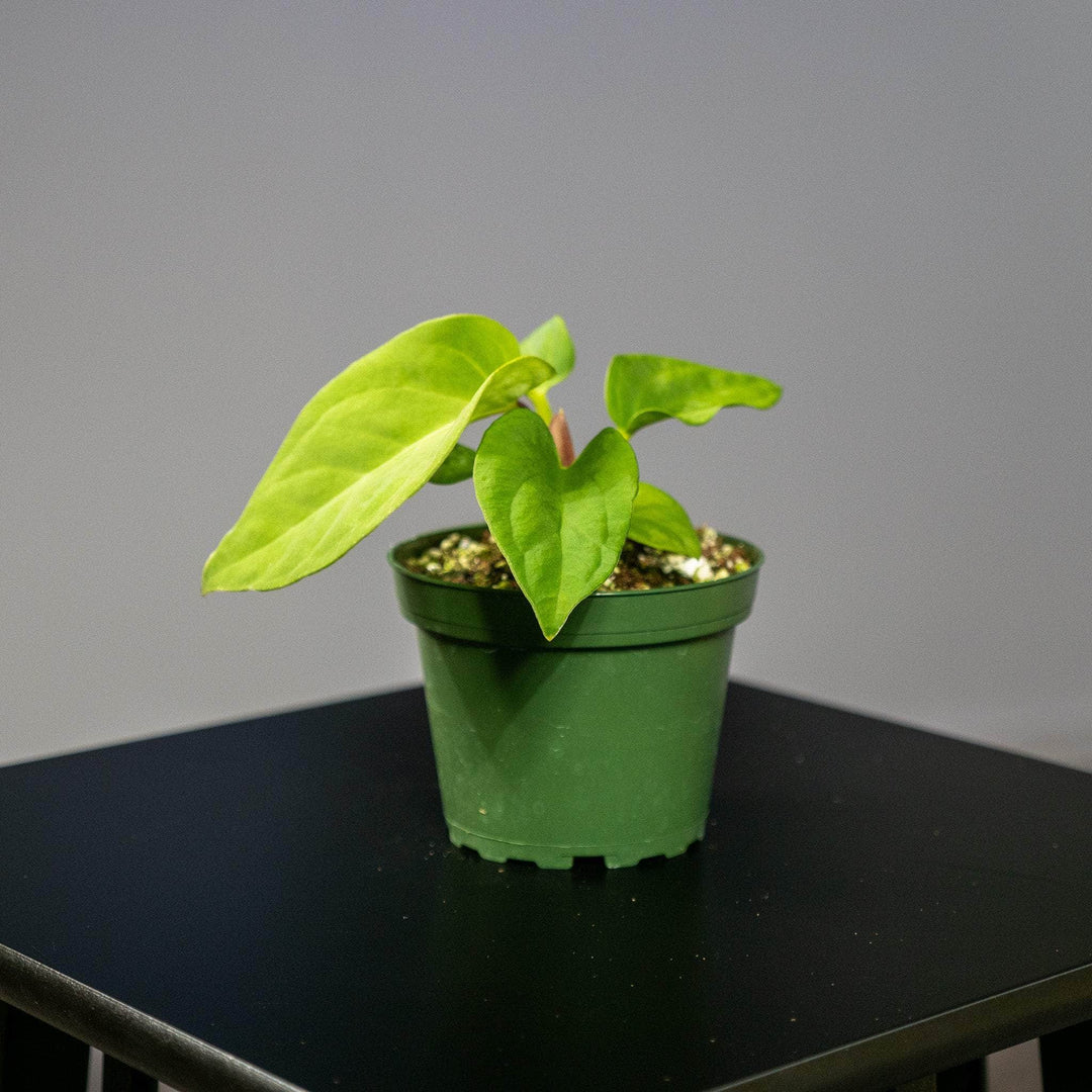 anthurium pulcachense Anthurium pulcachense Seedling