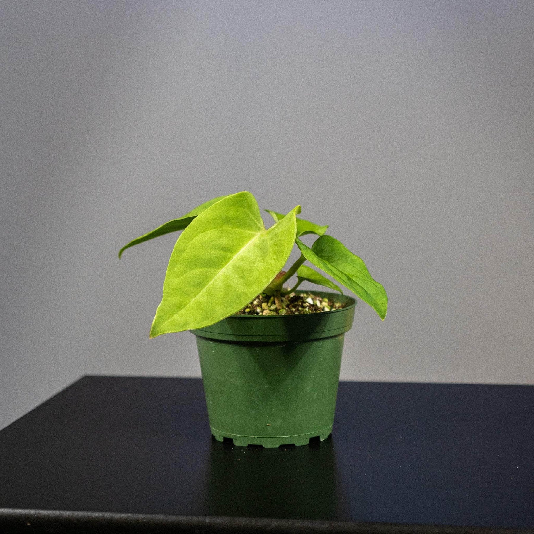 anthurium pulcachense Anthurium pulcachense Seedling