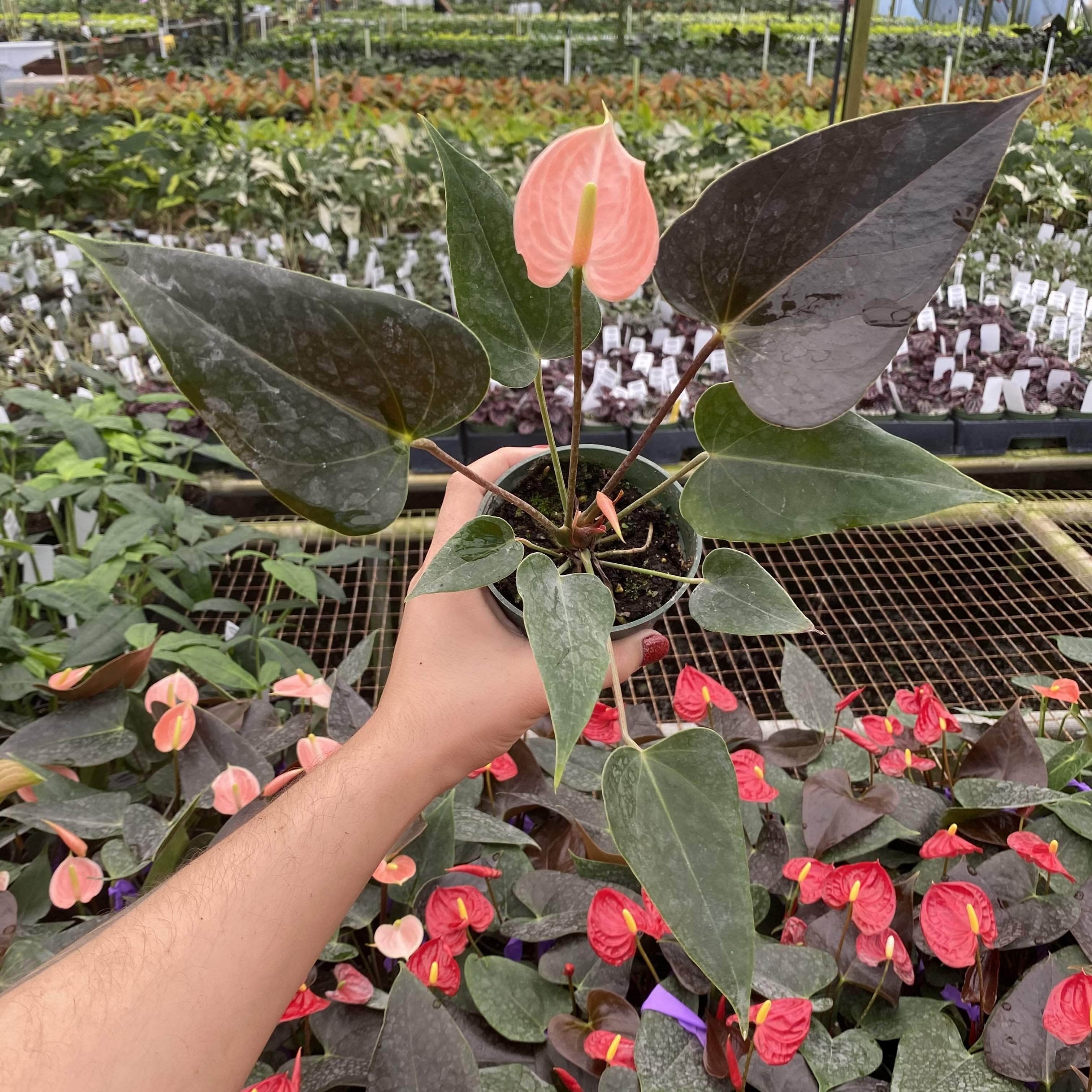 anthurium andr champion Anthurium 'Rainbow Champion'
