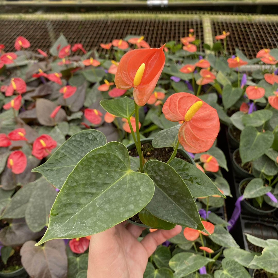 anthurium galben Anthurium 'Stilo'