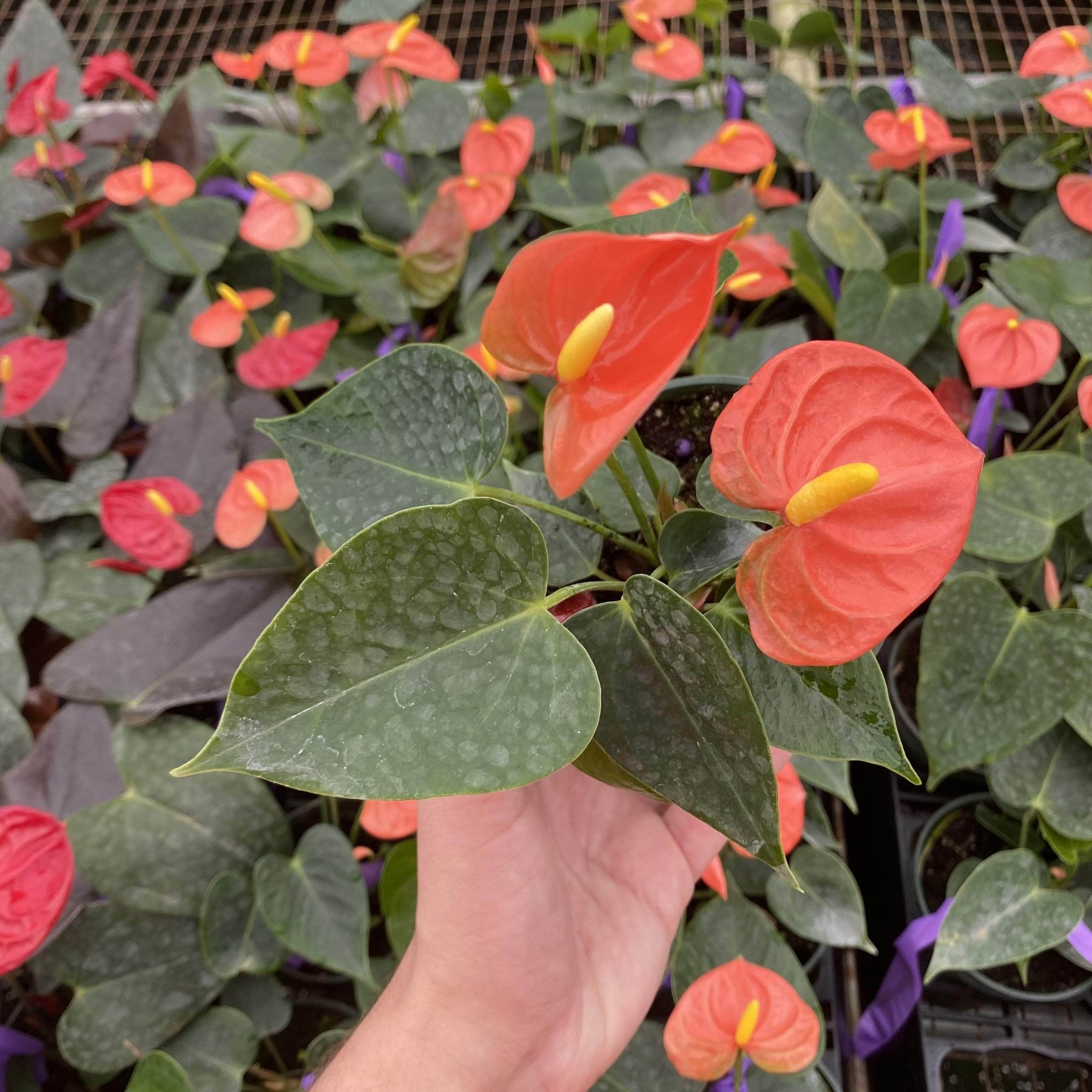 starfield anthurium Anthurium 'Stilo'