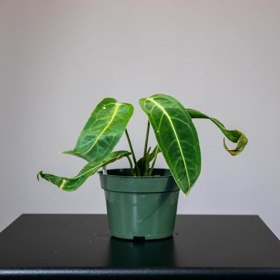 anthurium warocqueanum buy Anthurium warocqueanum Seedling