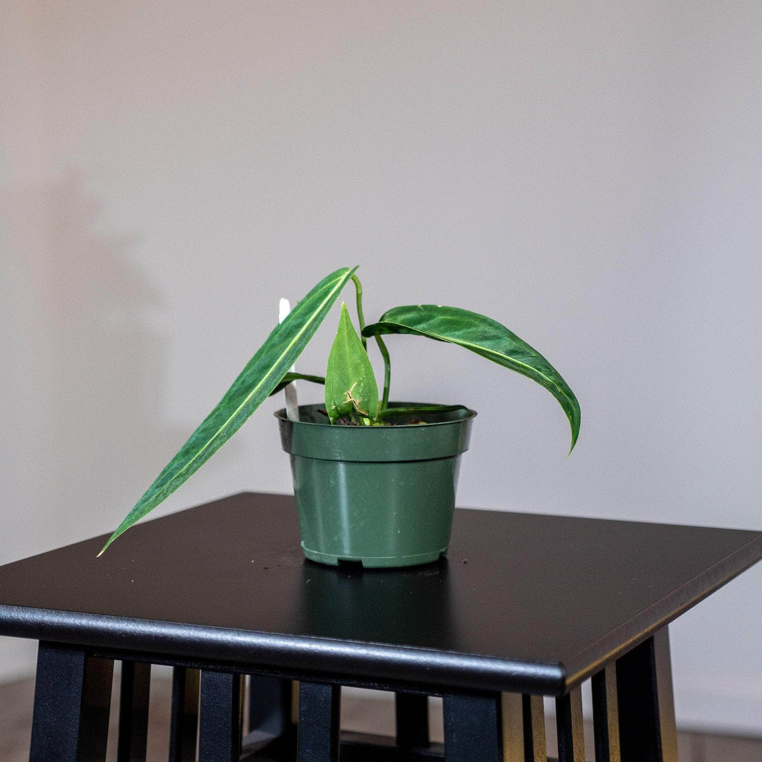 anthurium warocqueanum uk Anthurium warocqueanum Seedling
