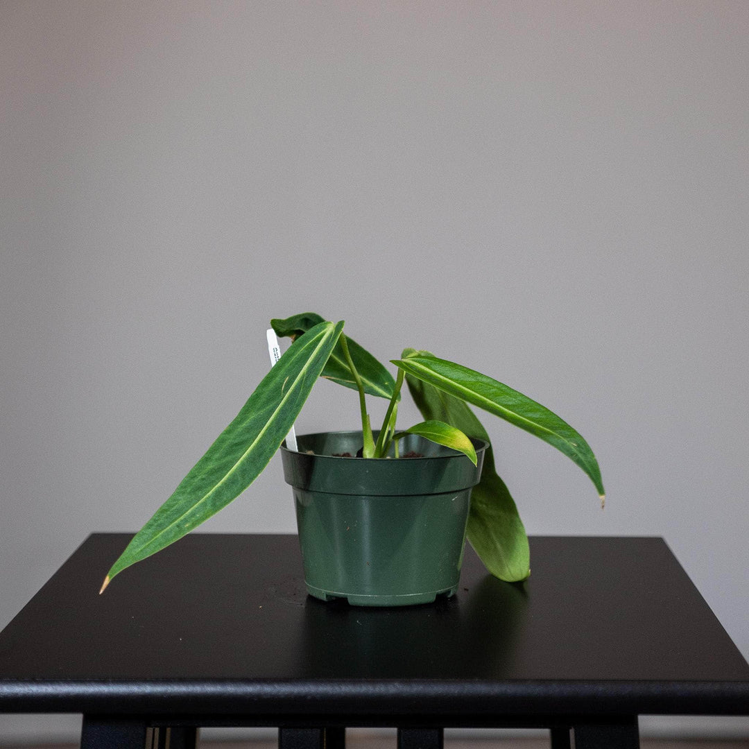 anthurium warocqueanum seeds for sale Anthurium warocqueanum Seedling