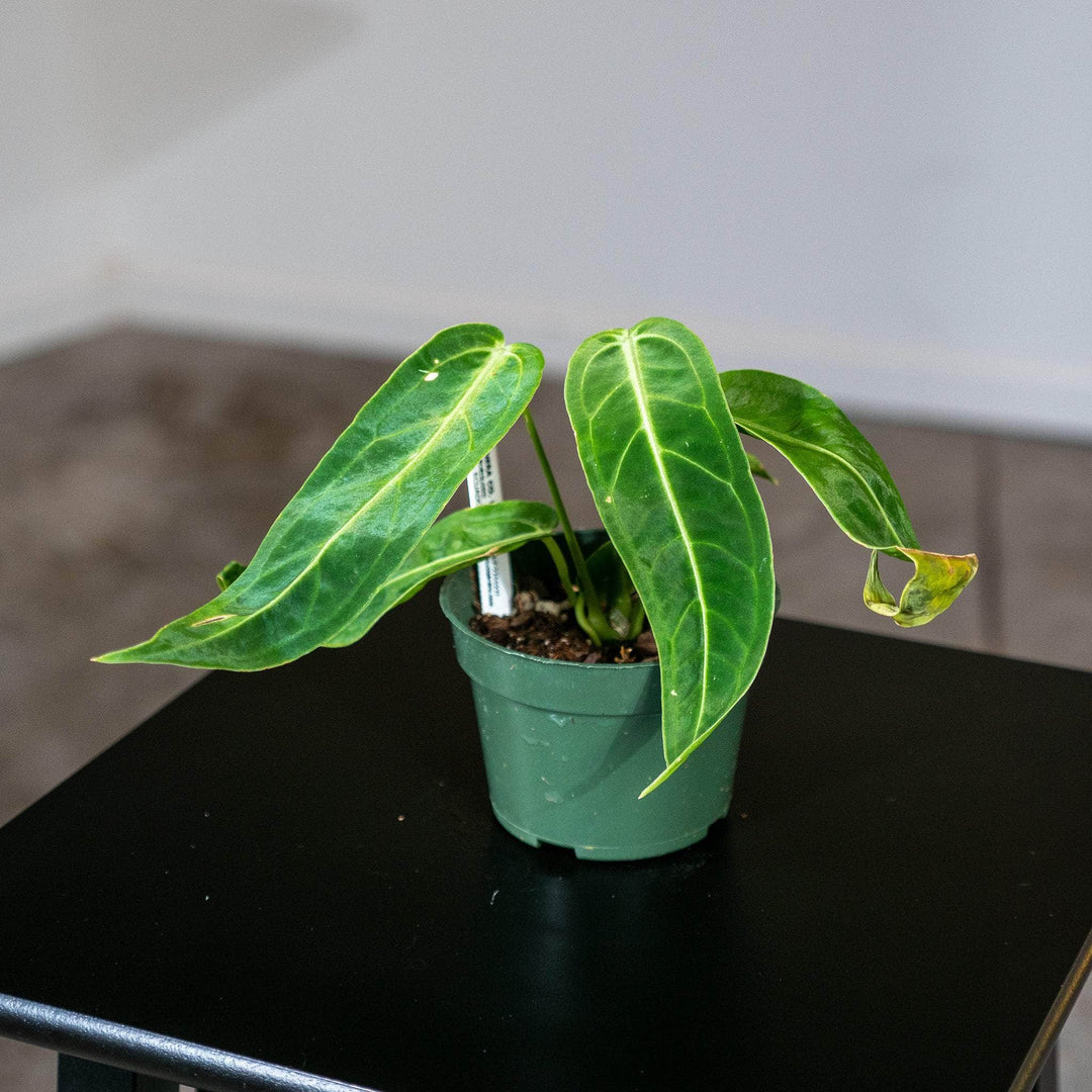 anthurium warocqueanum seeds Anthurium warocqueanum Seedling