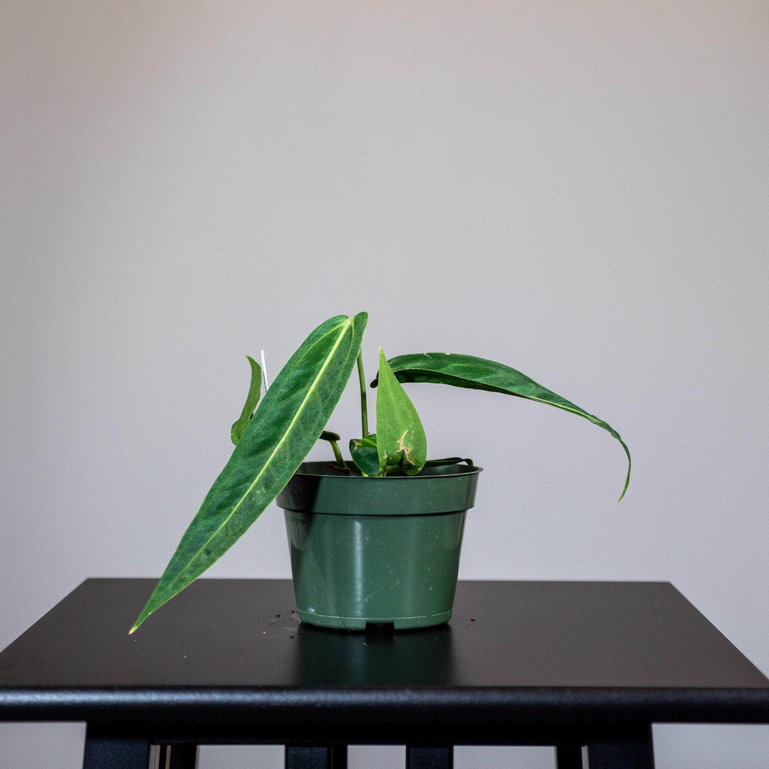 anthurium warocqueanum seedling Anthurium warocqueanum Seedling