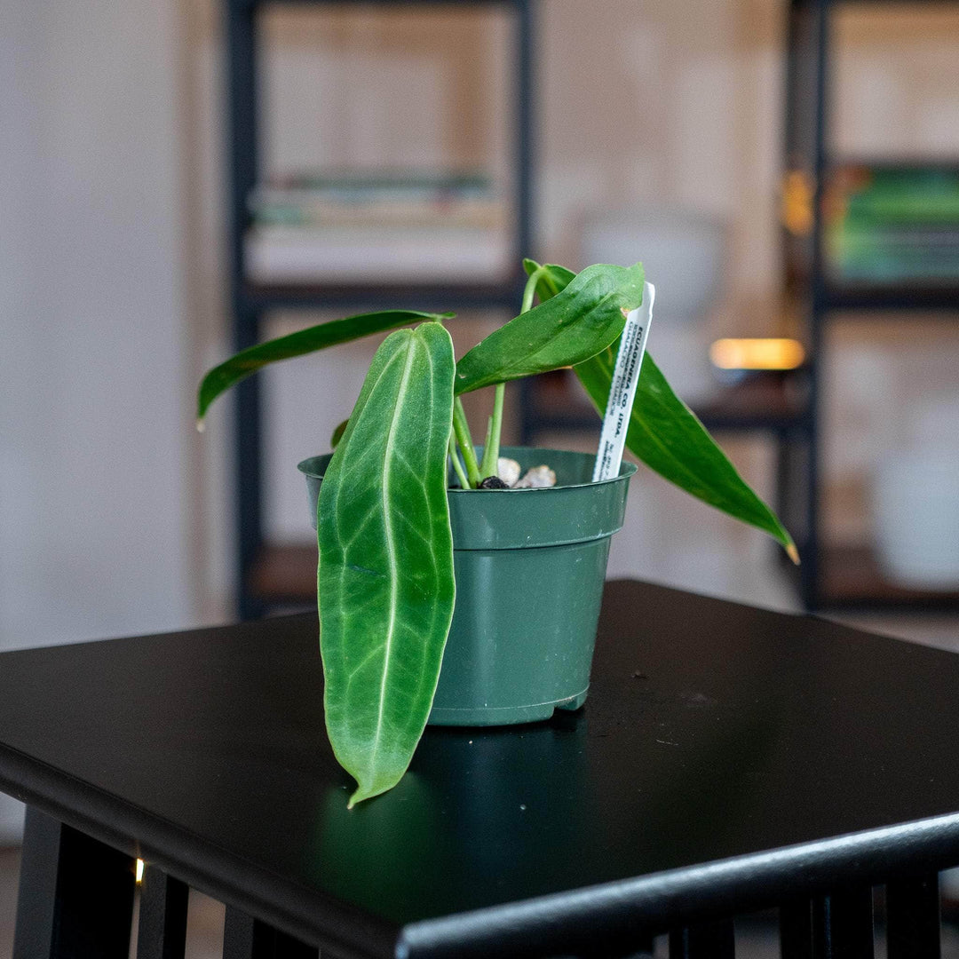 anthurium warocqueanum seeds for sale Anthurium warocqueanum Seedling