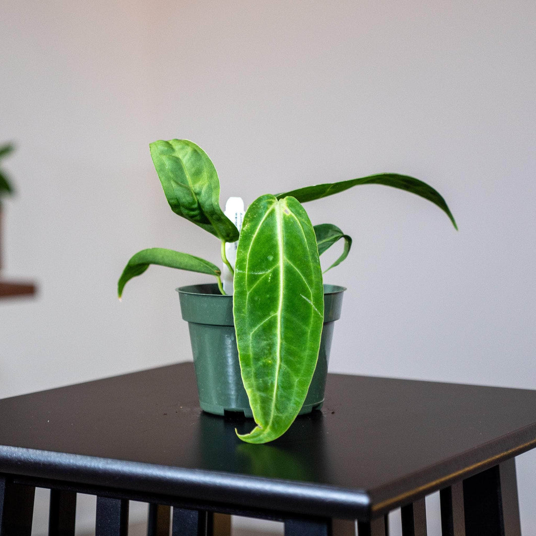 anthurium breviscapum Anthurium warocqueanum Seedling