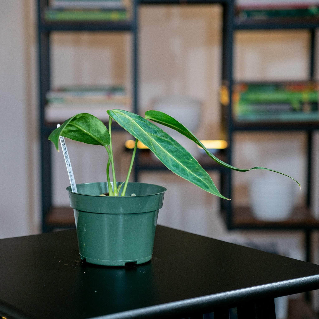 propagating anthurium warocqueanum Anthurium warocqueanum Seedling