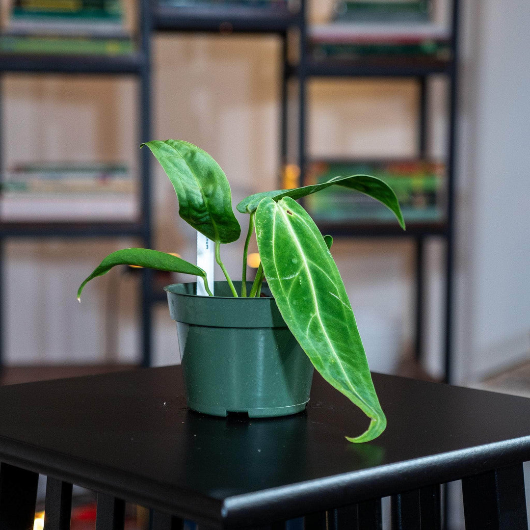 anthurium warocqueanum for sale Anthurium warocqueanum Seedling