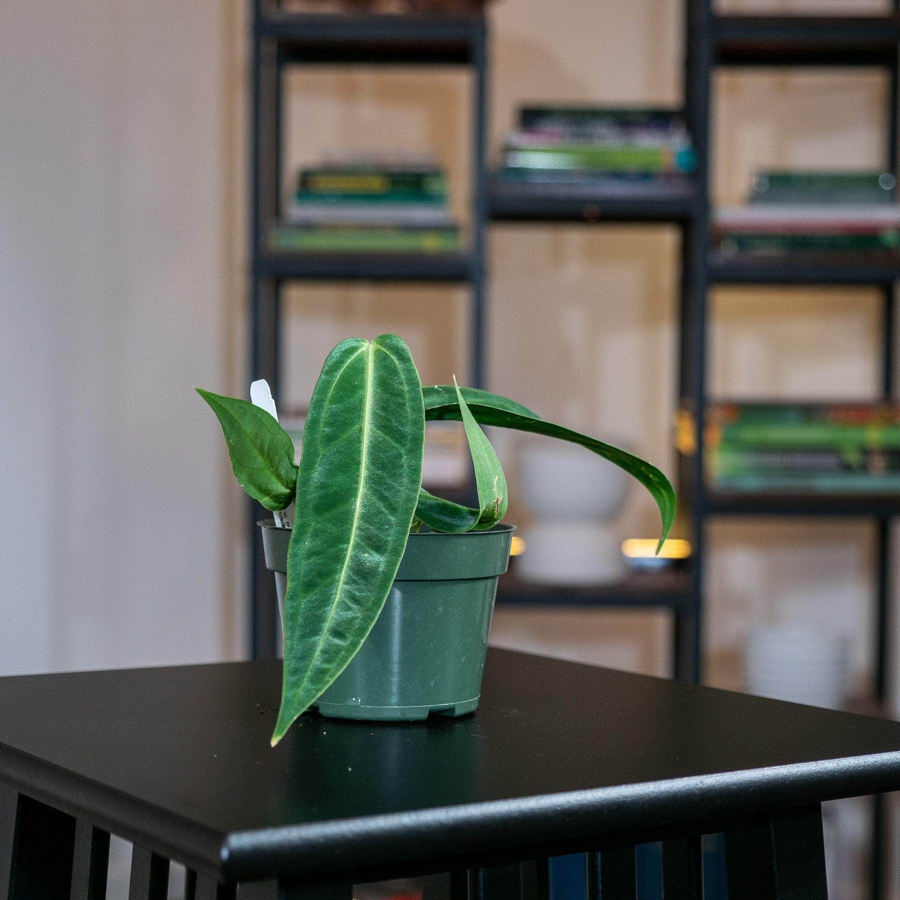 anthurium warocqueanum for sale usa Anthurium warocqueanum Seedling