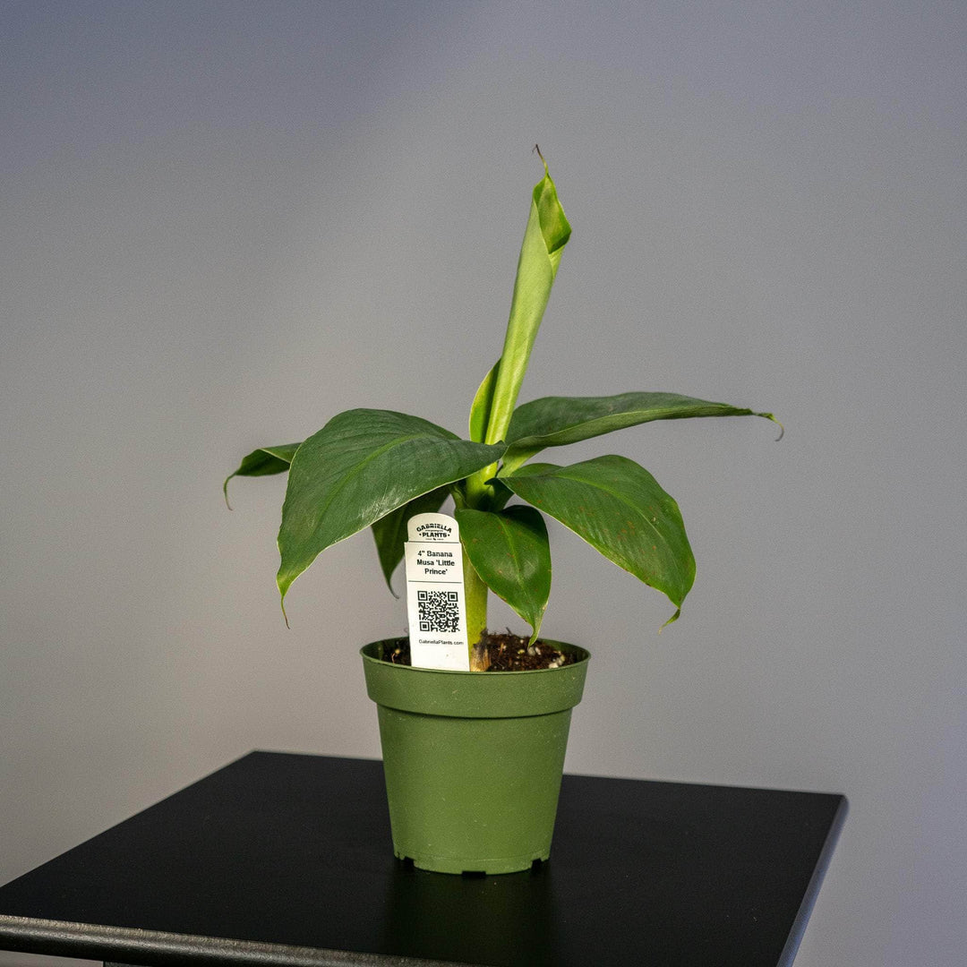 Gabriella Plants Other 4" Banana Musa 'Little Prince'