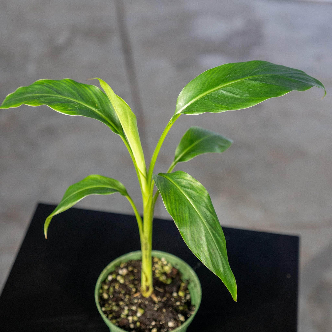Gabriella Plants Edible 4" Banana Musa 'Mekong Giant'