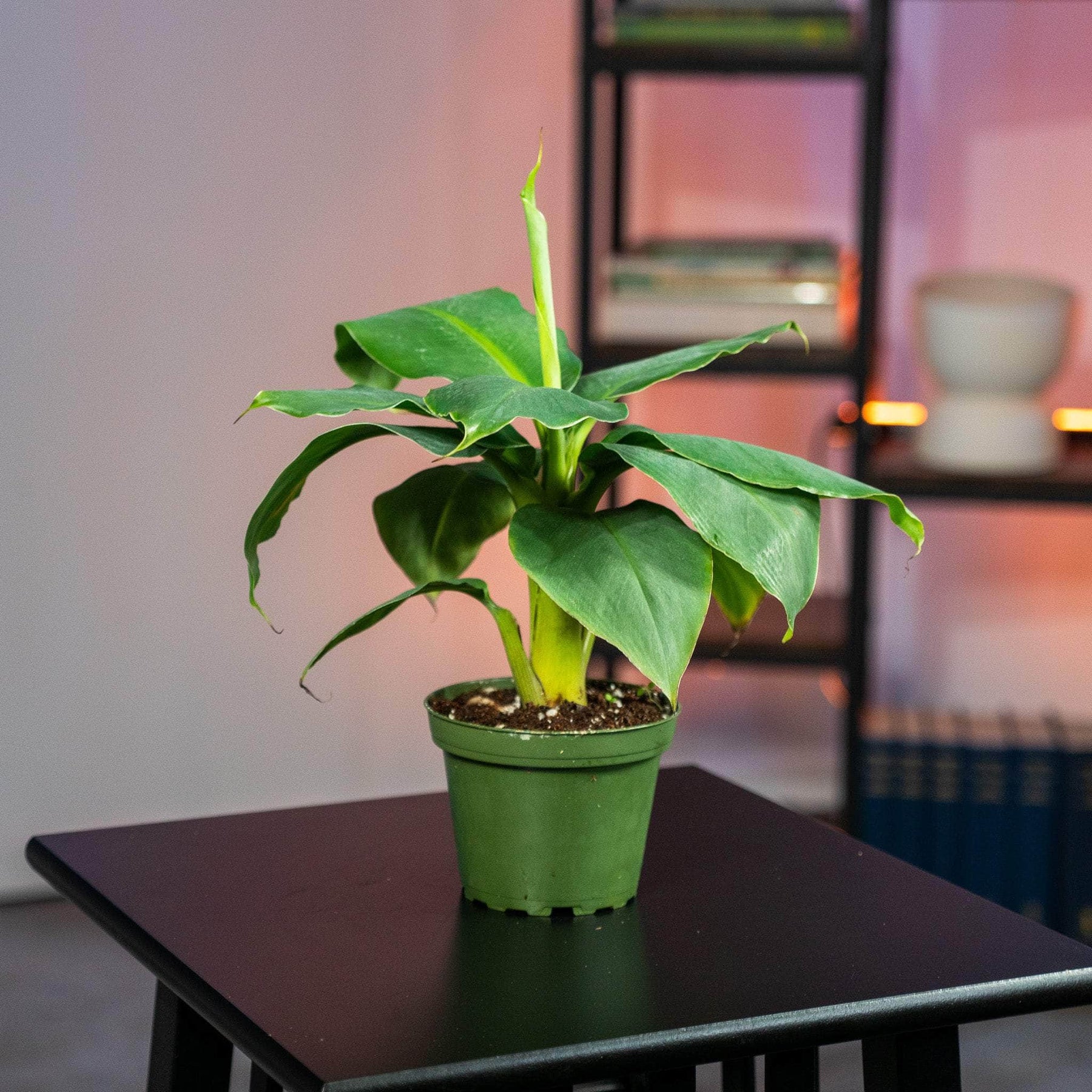 mini banana plant indoor Banana Musa 'Truly Tiny'