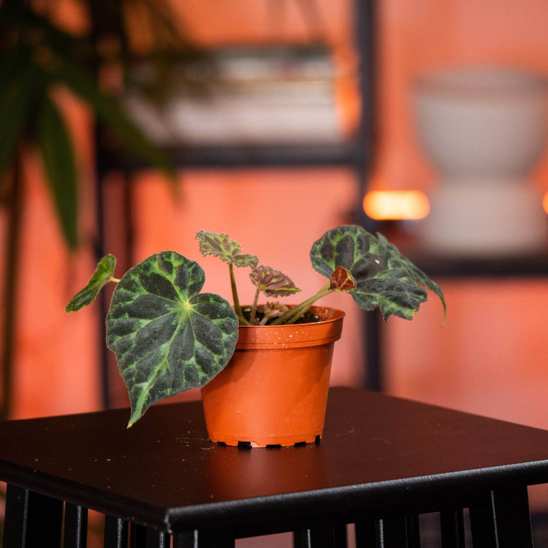 indoor begonia plants for sale Begonia barsalouxiae