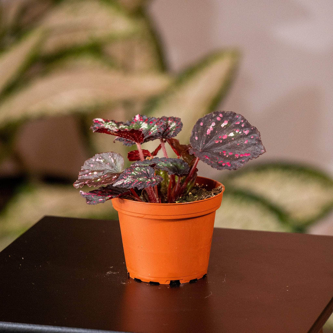begonia rex indoor plant Begonia rex 'Harmony's Comet'